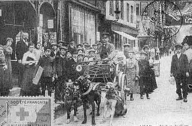 attelage de chiens